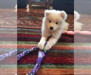 Samoyed Puppy for sale in SARATOGA, CA, USA