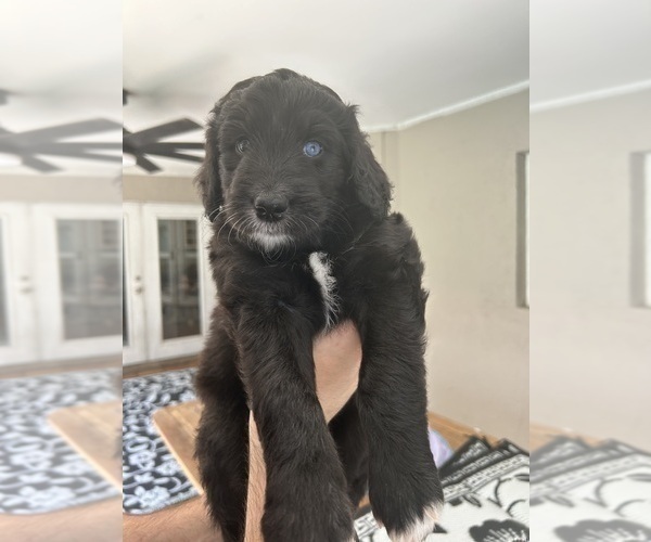 Medium Photo #93 Aussiedoodle Puppy For Sale in LONGWOOD, FL, USA