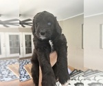 Small #4 Aussiedoodle