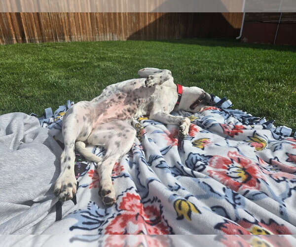 Medium Photo #3 Mutt Puppy For Sale in Salt Lake City, UT, USA