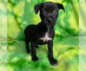 American Staffordshire Terrier-Unknown Mix Dogs for adoption in New Oxford , PA, USA