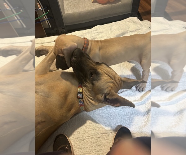 Medium Photo #8 Great Dane Puppy For Sale in LINCOLNTON, NC, USA