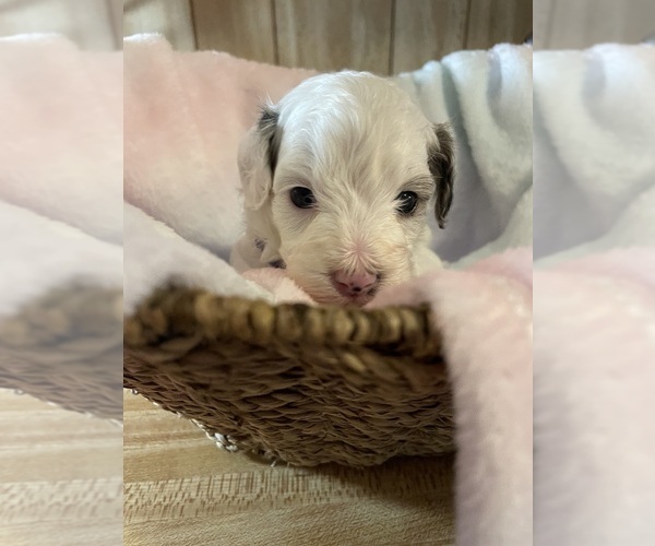 Medium Photo #5 Cavapoo Puppy For Sale in LAFAYETTE, TN, USA