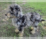 Small #7 Aussiedoodle
