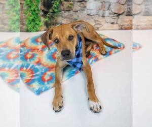 Border Collie-Unknown Mix Dogs for adoption in Kennesaw, GA, USA