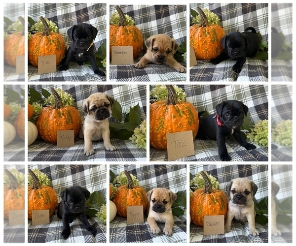 Medium Photo #1 Puggle Puppy For Sale in ELKTON, VA, USA
