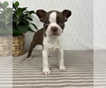 Small #2 Boston Terrier