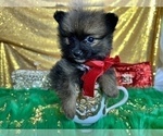 Small Photo #45 Pomeranian Puppy For Sale in HAYWARD, CA, USA