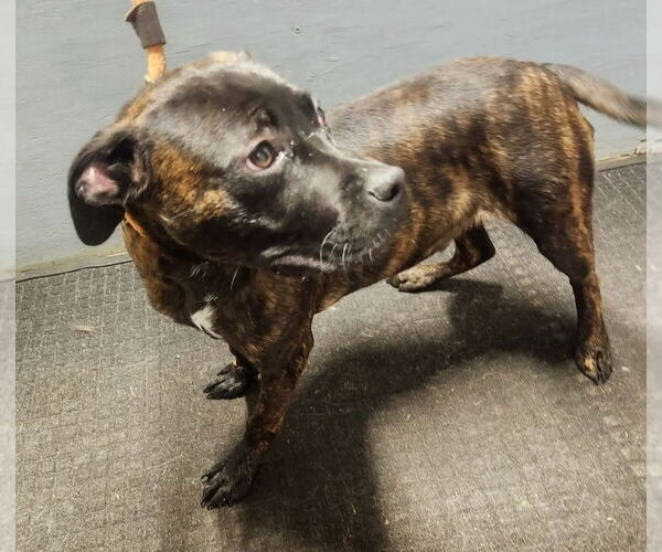 Medium Photo #3 American Pit Bull Terrier-American Staffordshire Terrier Mix Puppy For Sale in Chester, VA, USA