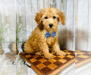 Goldendoodle (Miniature) Puppy for sale in INDIANAPOLIS, IN, USA