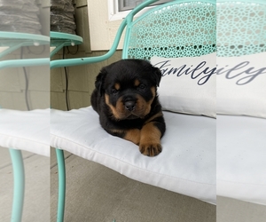 Rottweiler Puppy for sale in PARKER, CO, USA