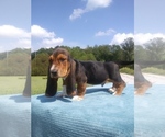 Small Photo #16 Basset Hound Puppy For Sale in PETERSBURG, IN, USA
