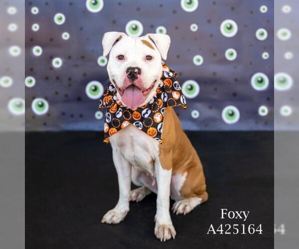 Medium Photo #1 Mutt Puppy For Sale in Conroe, TX, USA