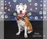 FOXY - Female Mutt Dog for Adoption - Small photo