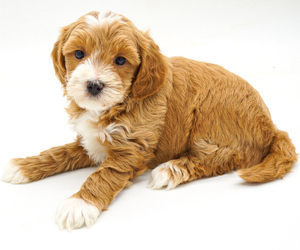Goldendoodle (Miniature) Puppy for sale in EASLEY, SC, USA