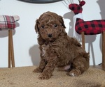 Small Photo #40 Poodle (Miniature) Puppy For Sale in GOSHEN, IN, USA