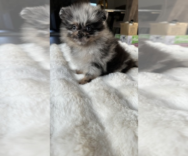 Medium Photo #2 Pomeranian Puppy For Sale in BAKERSFIELD, CA, USA