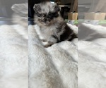 Oreo - Male Pomeranian Puppy for Sale - Photo #2