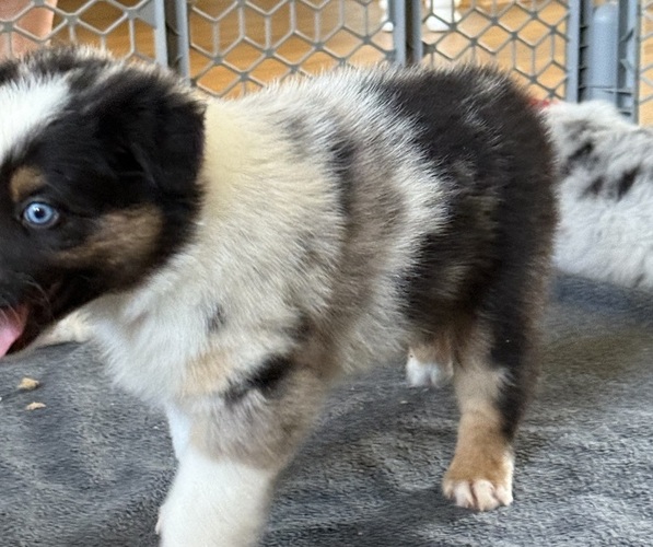 Medium Photo #22 Australian Shepherd Puppy For Sale in GREER, SC, USA