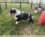 Small #1 Australian Shepherd