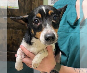 Chihuahua Dogs for adoption in Chico, CA, USA