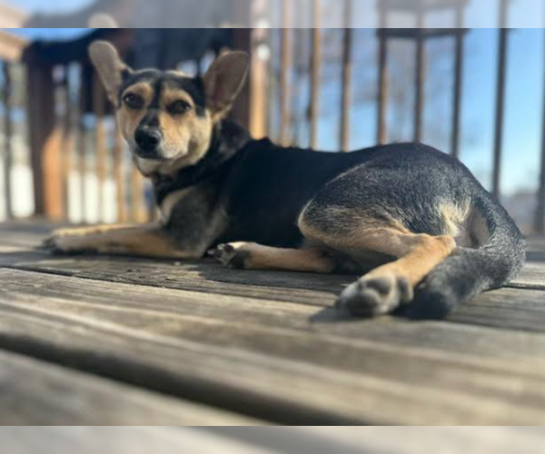 Medium Photo #4 Mutt Puppy For Sale in Brooklyn Center, MN, USA