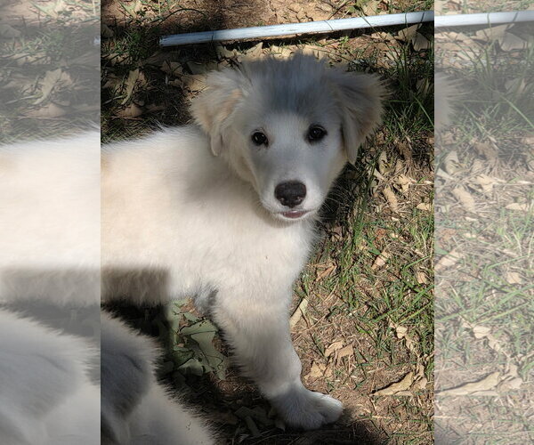 Medium Photo #8 Great Pyrenees Puppy For Sale in Dallas, TX, USA