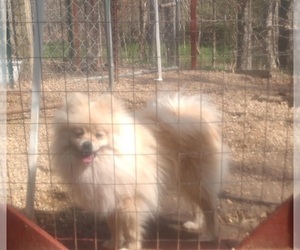 Father of the Pomeranian puppies born on 09/05/2020