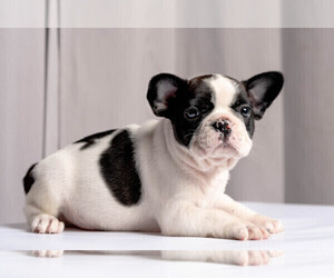 French Bulldog Puppy for sale in SAN YSIDRO, CA, USA
