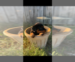 Puppy 3 Rottweiler