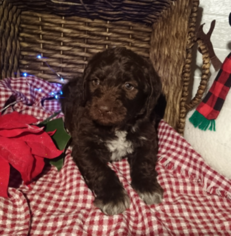 German Shorthaired Pointer-Poodle (Standard) Mix Puppy for sale in SUGARCREEK, OH, USA