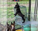 Puppy Puppy 2 Belgian Malinois