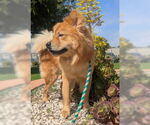 Small #1 Chow Chow Mix