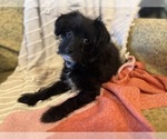 Small Photo #6 YorkiePoo Puppy For Sale in LAWRENCE, MI, USA