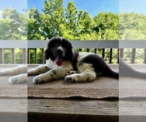 Newfoundland Puppy for sale in ROCKVILLE, IN, USA