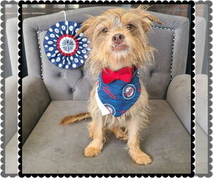 Norfolk Terrier-Unknown Mix Dogs for adoption in Princeton, MN, USA