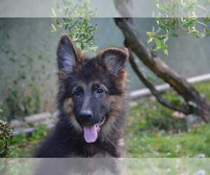 German Shepherd Dog Puppy for sale in Paracin, Central Serbia, Serbia