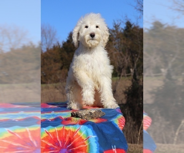 Medium Photo #2 Goldendoodle Puppy For Sale in UNION CITY, TN, USA