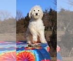 Small Photo #2 Goldendoodle Puppy For Sale in UNION CITY, TN, USA
