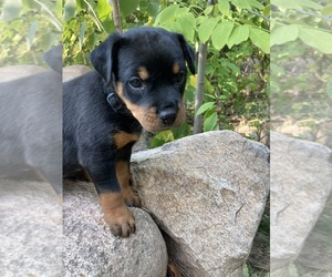 Rottweiler Puppy for Sale in WASHBURN, Wisconsin USA