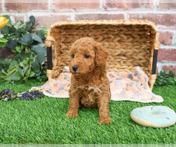 Medium Photo #8 Poodle (Miniature) Puppy For Sale in SYRACUSE, IN, USA