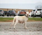 Small #2 Mutt