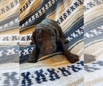 Puppy 1 Goldendoodle-Poodle (Standard) Mix