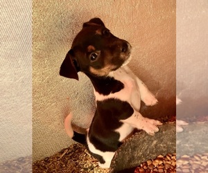 Jack Russell Terrier Puppy for sale in HICKSVILLE, OH, USA