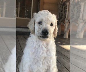 Poodle (Standard) Puppy for sale in KELLER, TX, USA