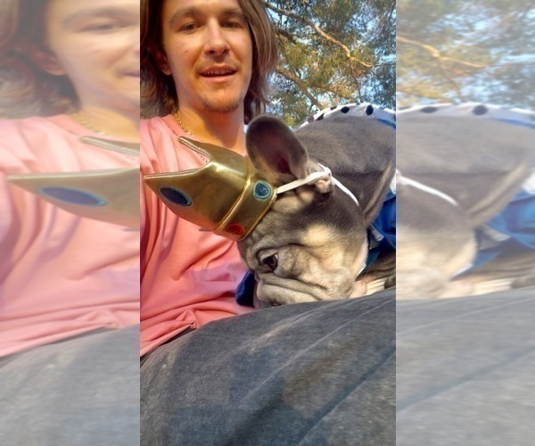 Medium Photo #29 French Bulldog Puppy For Sale in TALLAHASSEE, FL, USA