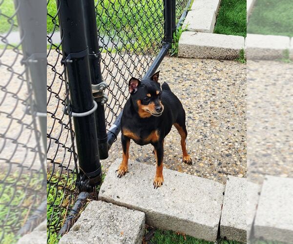 Medium Photo #2 Miniature Pinscher Puppy For Sale in Perth Amboy, NJ, USA