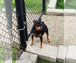 Small #1 Miniature Pinscher