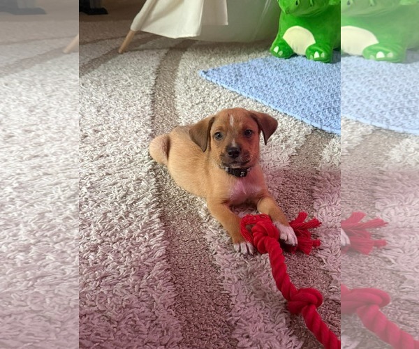 Medium Photo #6 Puggle Puppy For Sale in pomfret, CT, USA