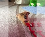 Small #5 Puggle